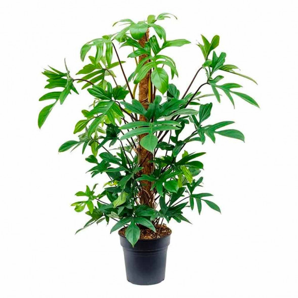 Опора кокос/пластик высота 80см