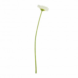 Гербера белая H-60см d-10см