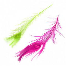 Перо Павлина крашеное длина 80/90см
