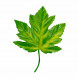 Кленовый лист зеленый H-9см уп 10шт