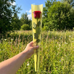 Конус прозрачный на 1 цветок желтый нежный размер 15*80см уп 50шт